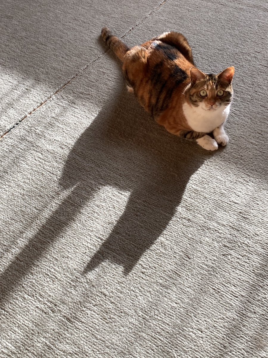 三毛猫と黒猫 #三毛猫