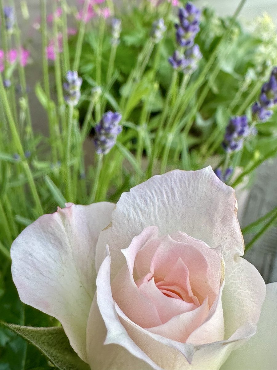 iwa1122rose's tweet photo. ミニバラとラベンダー
(Miniature roses & Lavender)
素敵な午後を🌹🍀
Good Thursday Evening ♪
#roses #ミニバラ
#Thursday
#Miniatureroses
#Lavender
#RosesGarden
#ベランダガーデニング https://t.co/6LMyvD2Xpo