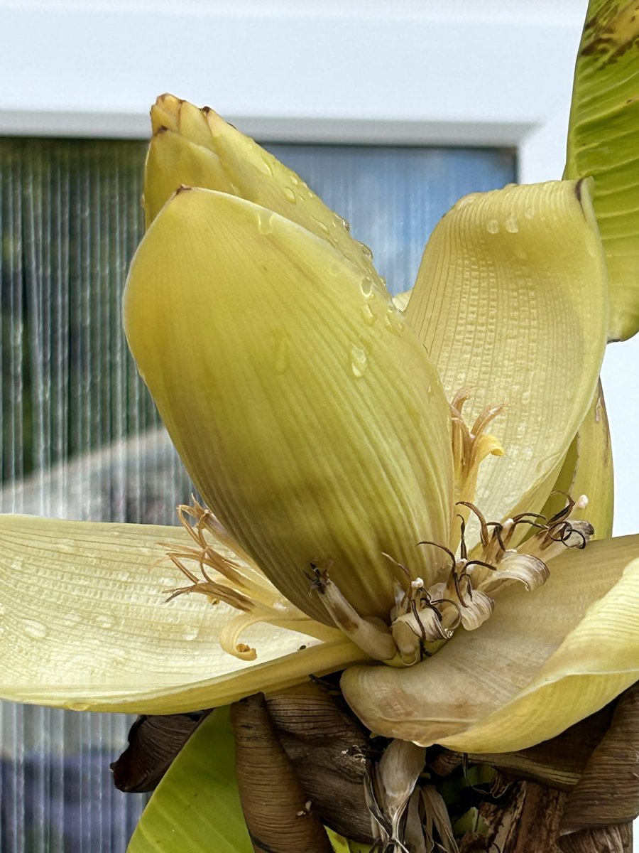 Vixyl's tweet photo. OMG my Musa Basjoo (banana) has flowered! Never had one before!
#flowers #gardening #musabasjoo https://t.co/LR0R27UR5k