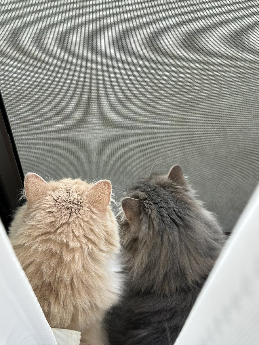 Lionel0922's tweet photo. 弊家(？)の猫、GW明けたのにまだ連休気分が抜けていないようなので厳重注意したのですが態度を改めないため本日付で解雇となりました。

解雇になった途端、上司の元へ行き仕事に励んでいるアピールをしておりましたがもう遅いです！
明日からはにゃるそっくしに来なくていいですよ！ https://t.co/60A2UMpuA4