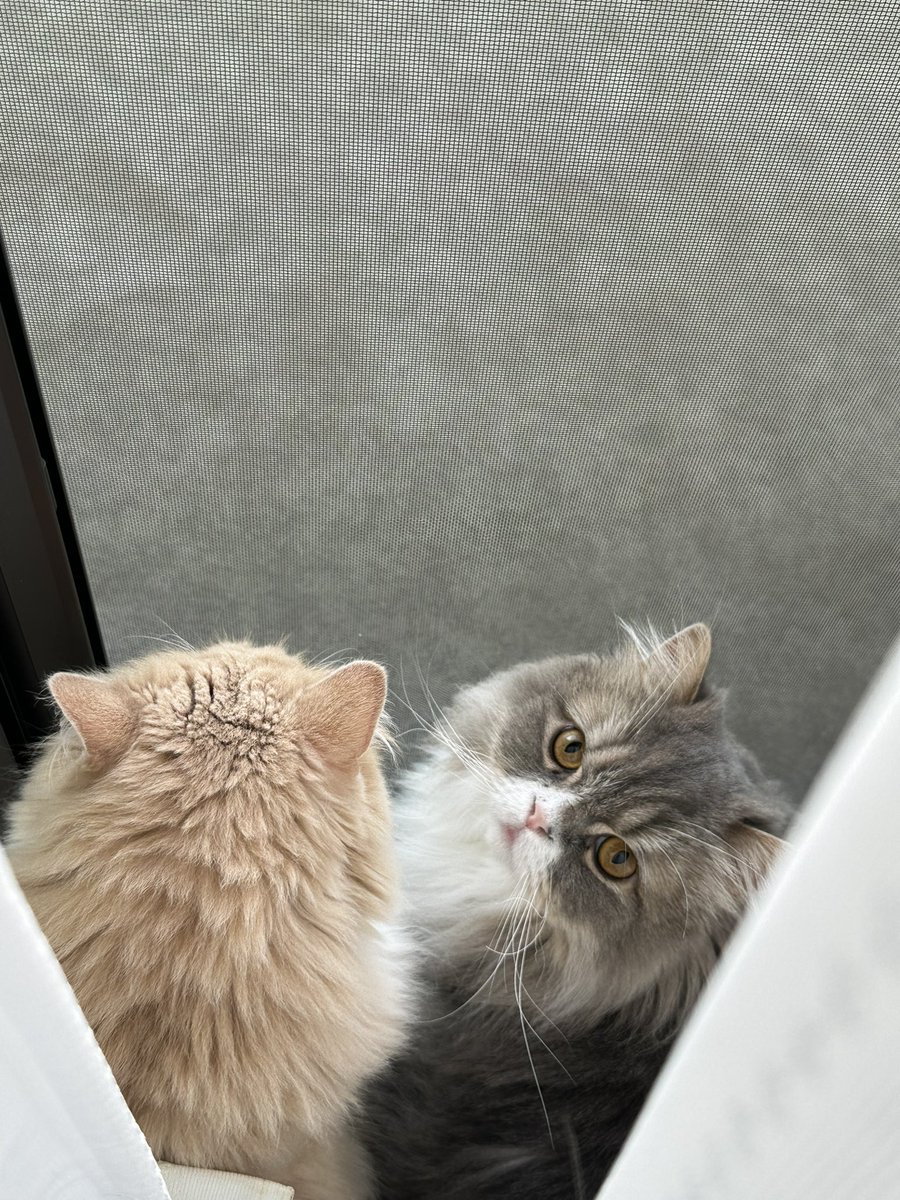 Lionel0922's tweet photo. 弊家(？)の猫、GW明けたのにまだ連休気分が抜けていないようなので厳重注意したのですが態度を改めないため本日付で解雇となりました。

解雇になった途端、上司の元へ行き仕事に励んでいるアピールをしておりましたがもう遅いです！
明日からはにゃるそっくしに来なくていいですよ！ https://t.co/60A2UMpuA4
