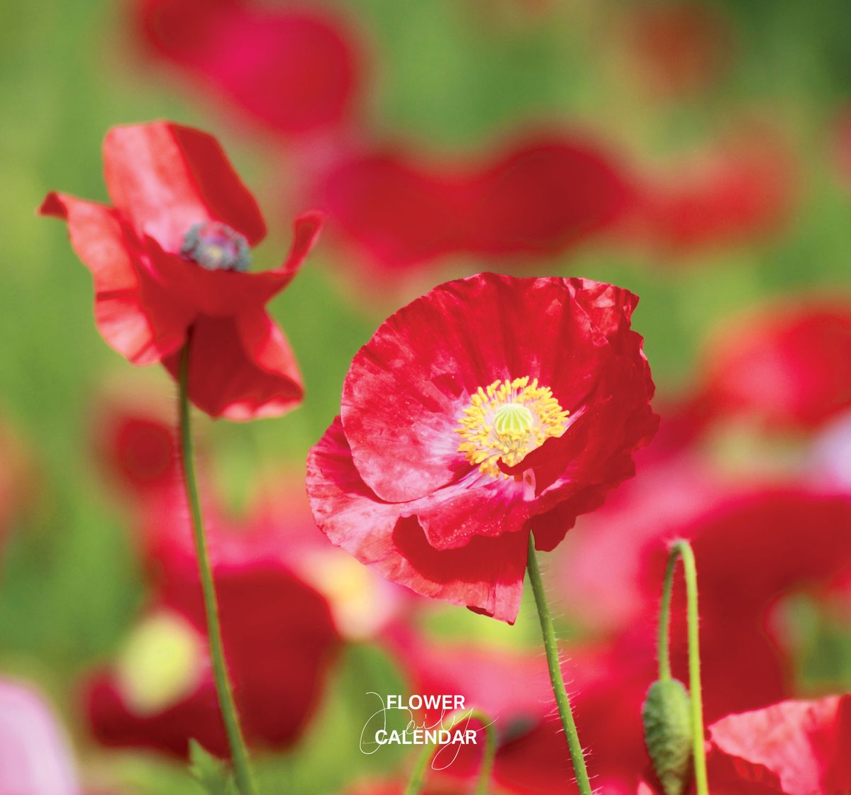 ヒナゲシ|花の日めくり 花言葉「別れの悲しみ」 初夏に、鮮やかな赤やオレンジの花を咲かせるケシ科の一年草で、ヨーロッパや西アジア原産。 花茎の ...