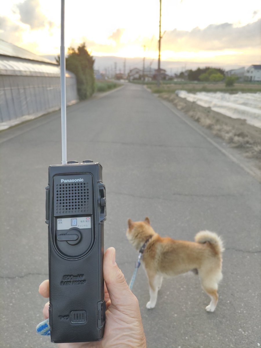 夕方のワンちゃん散歩です。 ノイズしか聞こえないのだワン🐶 皆様、FB