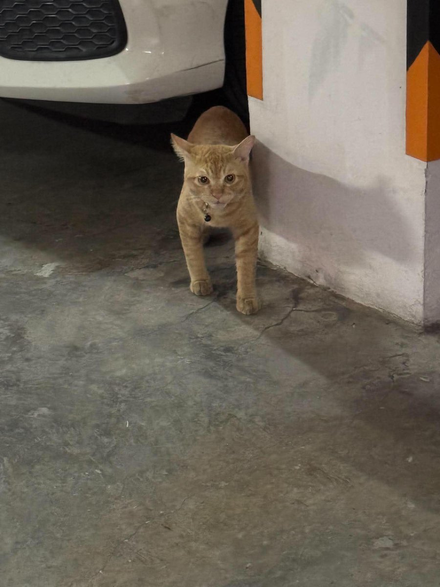 Catster & Co บ้านพักพิงแมวจร tweet media