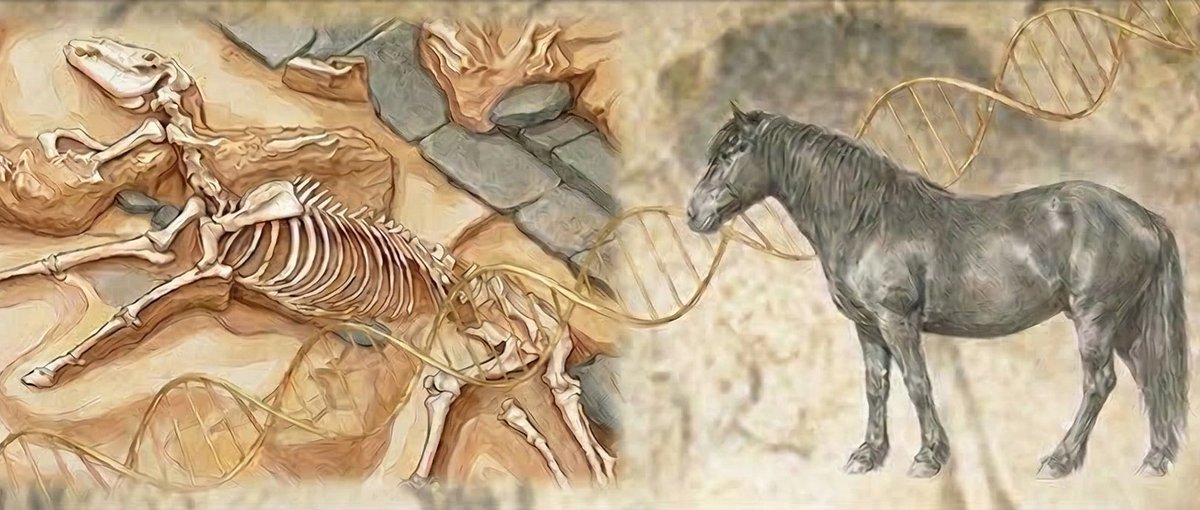ZephyrusProject's tweet photo. Mañana tendré el placer de dar la conferencia “Desenterrando genomas: el legado genético y cultural de los caballos ibéricos” en la Facultad de Ciencias Biológicas de la UCM, acto organizado por Pilar Arana (UD Genética) https://t.co/bYcJvOCiyf