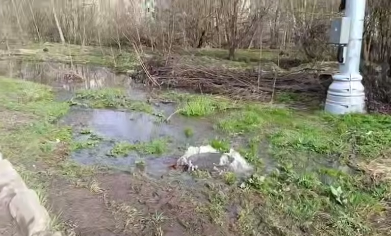 Системный "прорыв" 💩

Ежегодно Лосиный остров рядом с щелковской деревней Оболдино утопает в нечистотах.
Виной тому перегруженная и изношенная КНС, к которой подключают все новые поселки: ecmo.ru/news/losinyy-o…

✅Наш канал t.me/ecmoru

#лосиныйостров #щелково