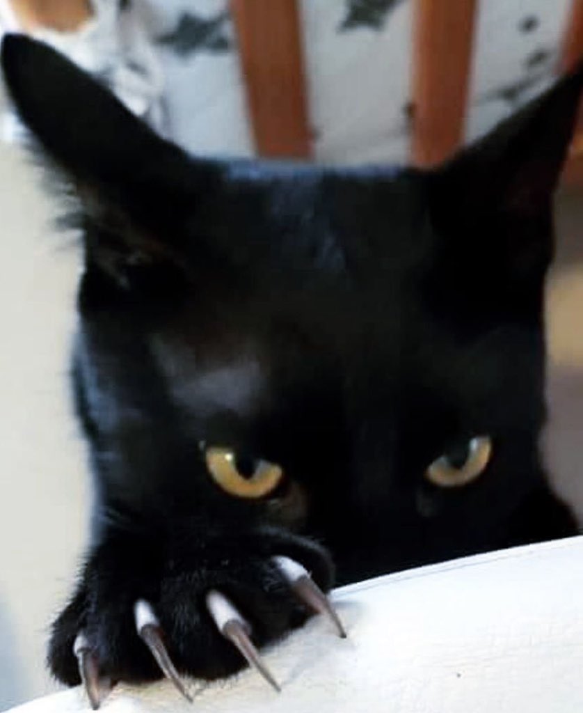 Freddy Kitty