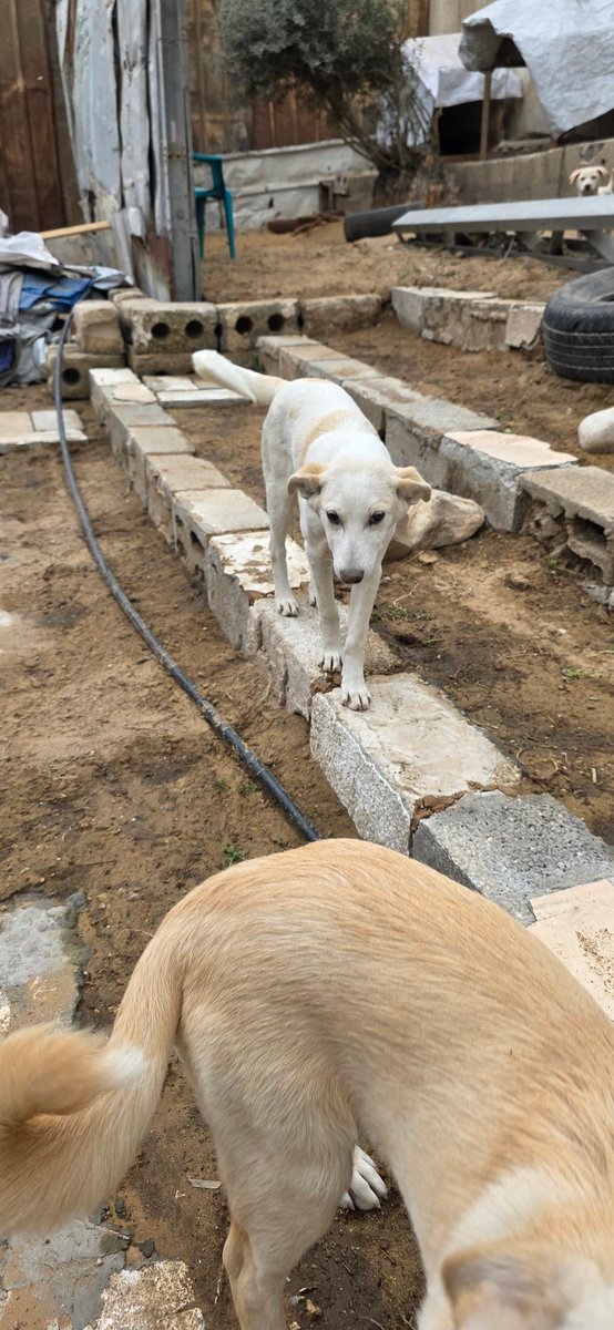 helpAnimalXxx's tweet photo. Tonight feels unbearably quiet.
The food is gone now. Not tomorrow. Not “soon.” Now.
And all I can think about… is their faces when morning comes.
The dogs will run toward me with hope. The cats will cry softly around my feet. None of them know that tonight, for the first time in a long while, I truly don’t know how I will feed them.
I spent the whole day trying to gather enough help. But all I could collect… was barely enough for a third of one bag.
Not enough to go to the trader. Not enough to protect tomorrow.
https://t.co/29ODl54J0d
What breaks me the most is knowing that if nothing changes tonight… I may have to take from my own family’s food just so these innocent souls do not sleep hungry.
Every day here feels heavier than the one before. But their trust in me never changes. They still look at me like I can save them from this world.
I wish they knew how terrified I am of failing them tonight. 🐾