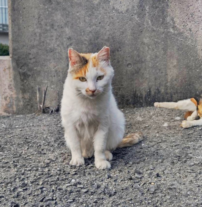猫トラックと西北ニャンズ #長崎市 #地域猫