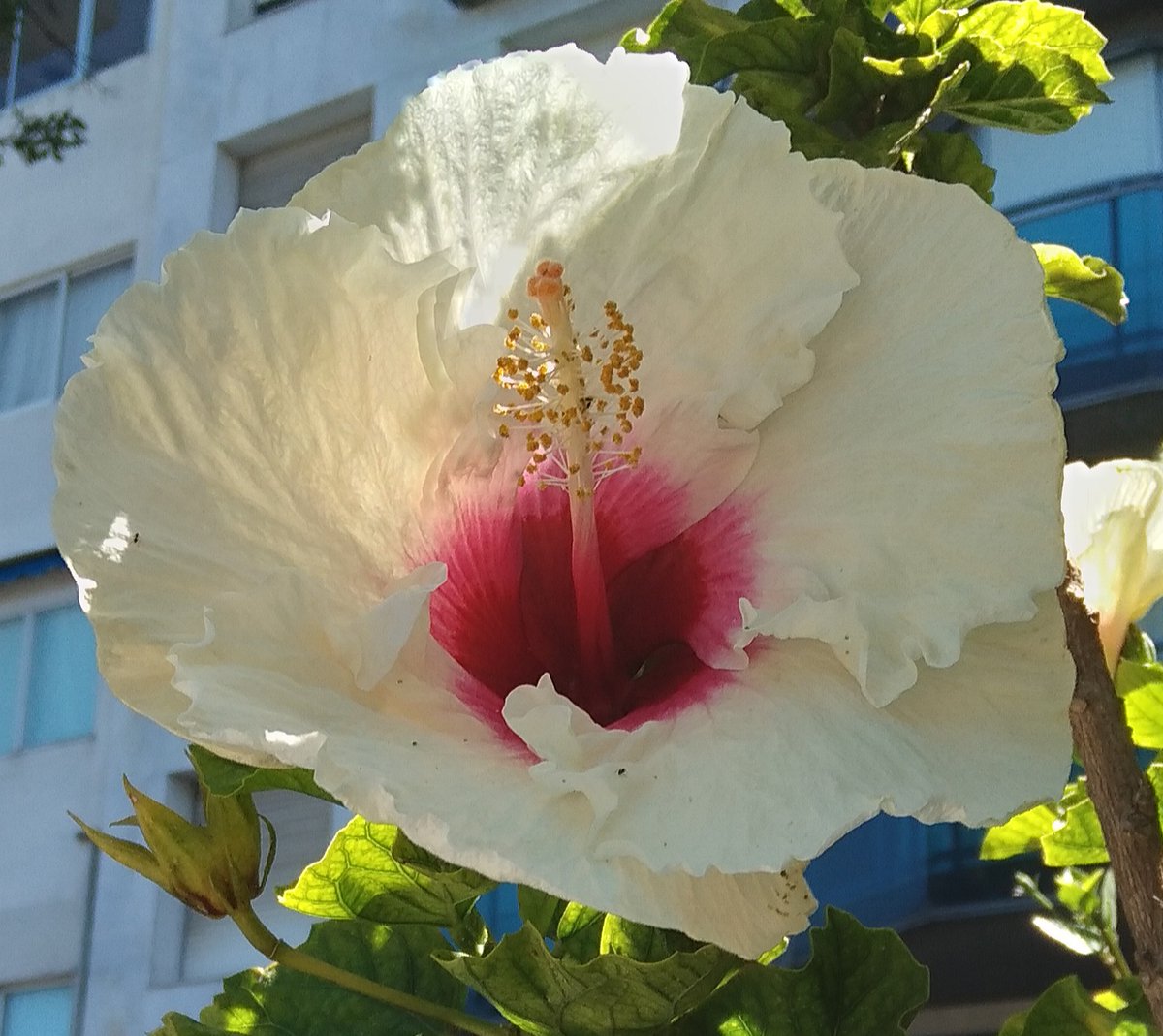 Lopezlaila1's tweet photo. #Hibiscos https://t.co/TA4yohsHAR