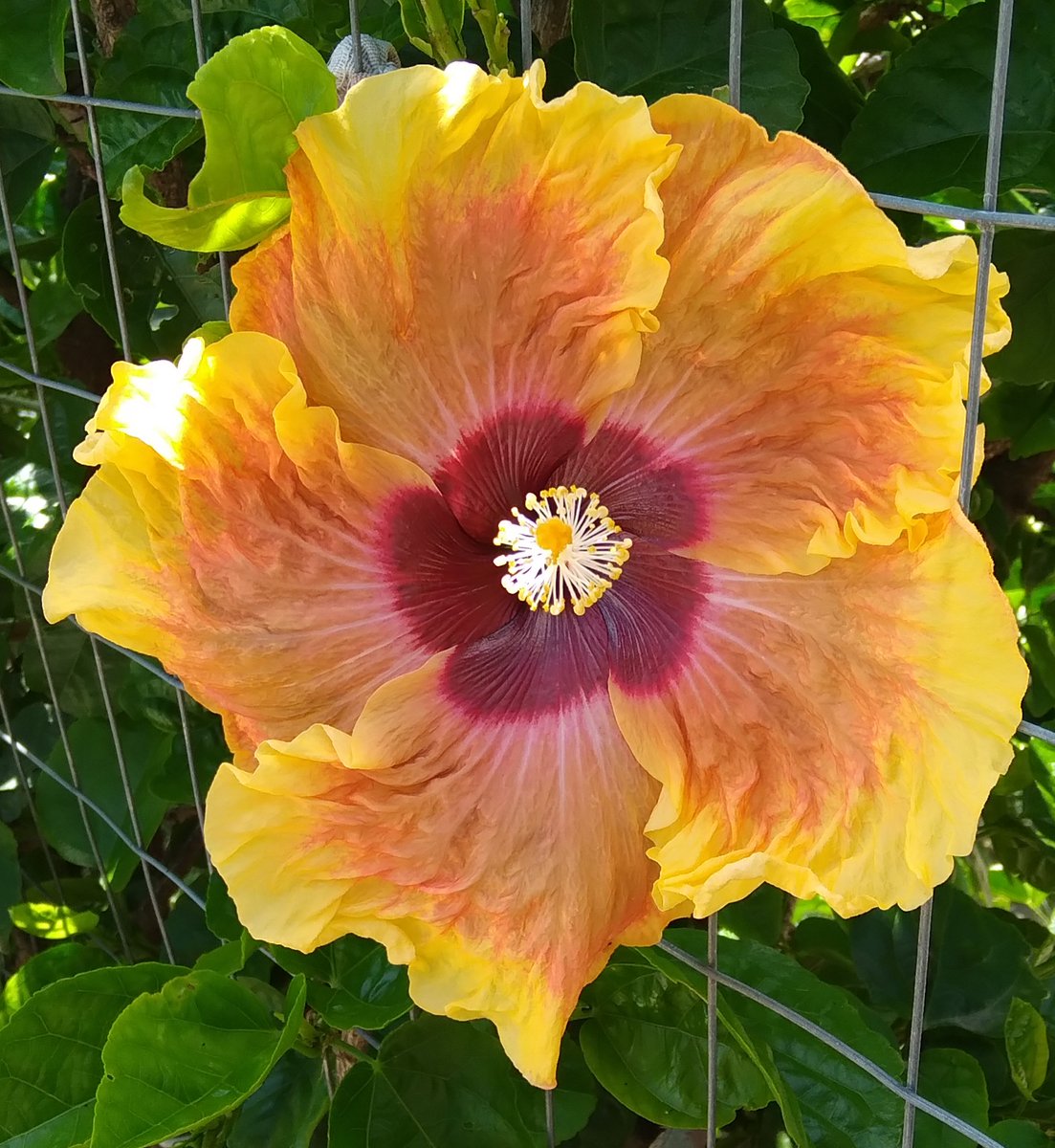 Lopezlaila1's tweet photo. #Hibiscos https://t.co/TA4yohsHAR
