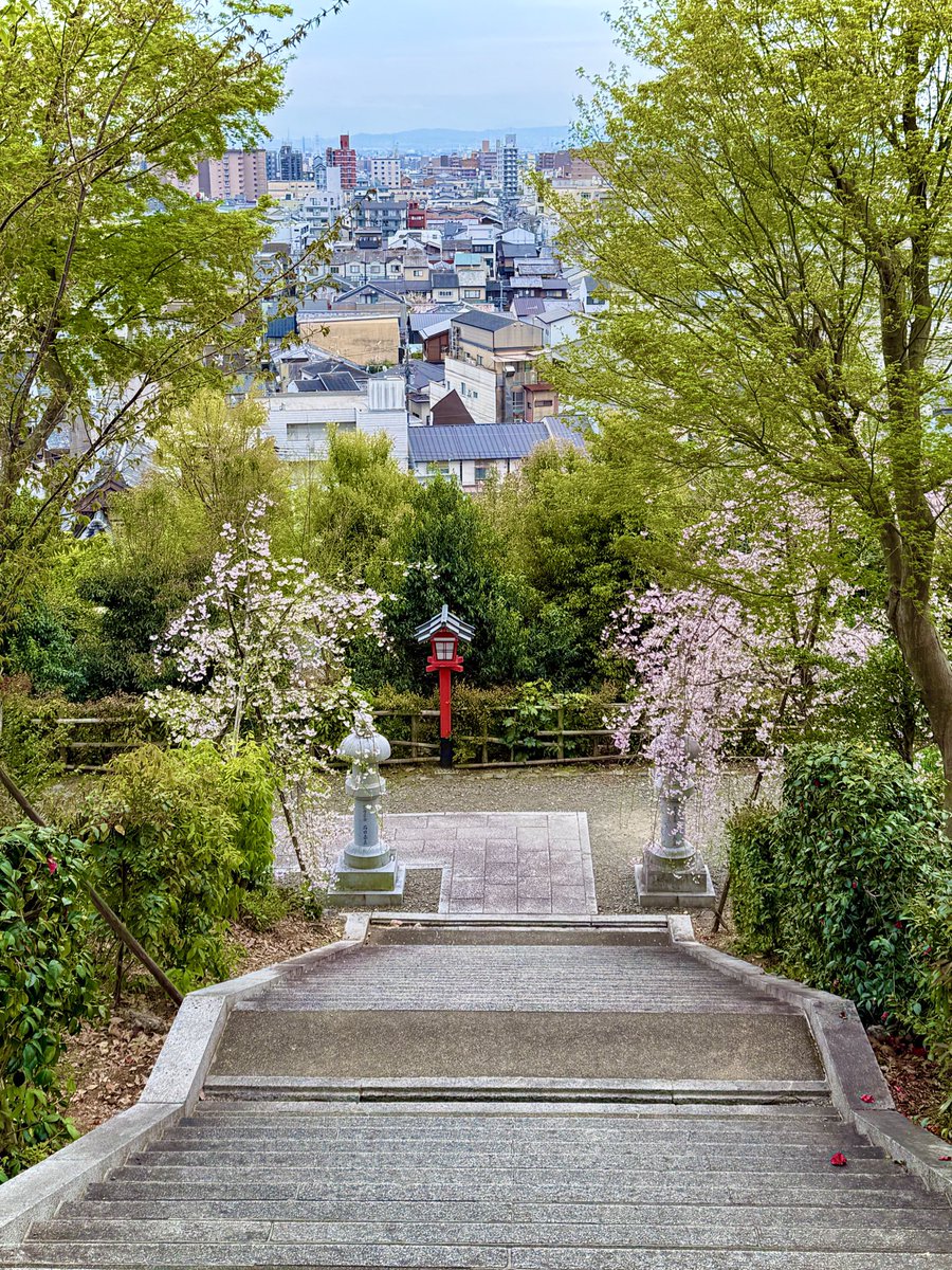 京都の枝垂れ桜 山の上に建つ御寺からの枝垂れ桜です。 京都の街並みや