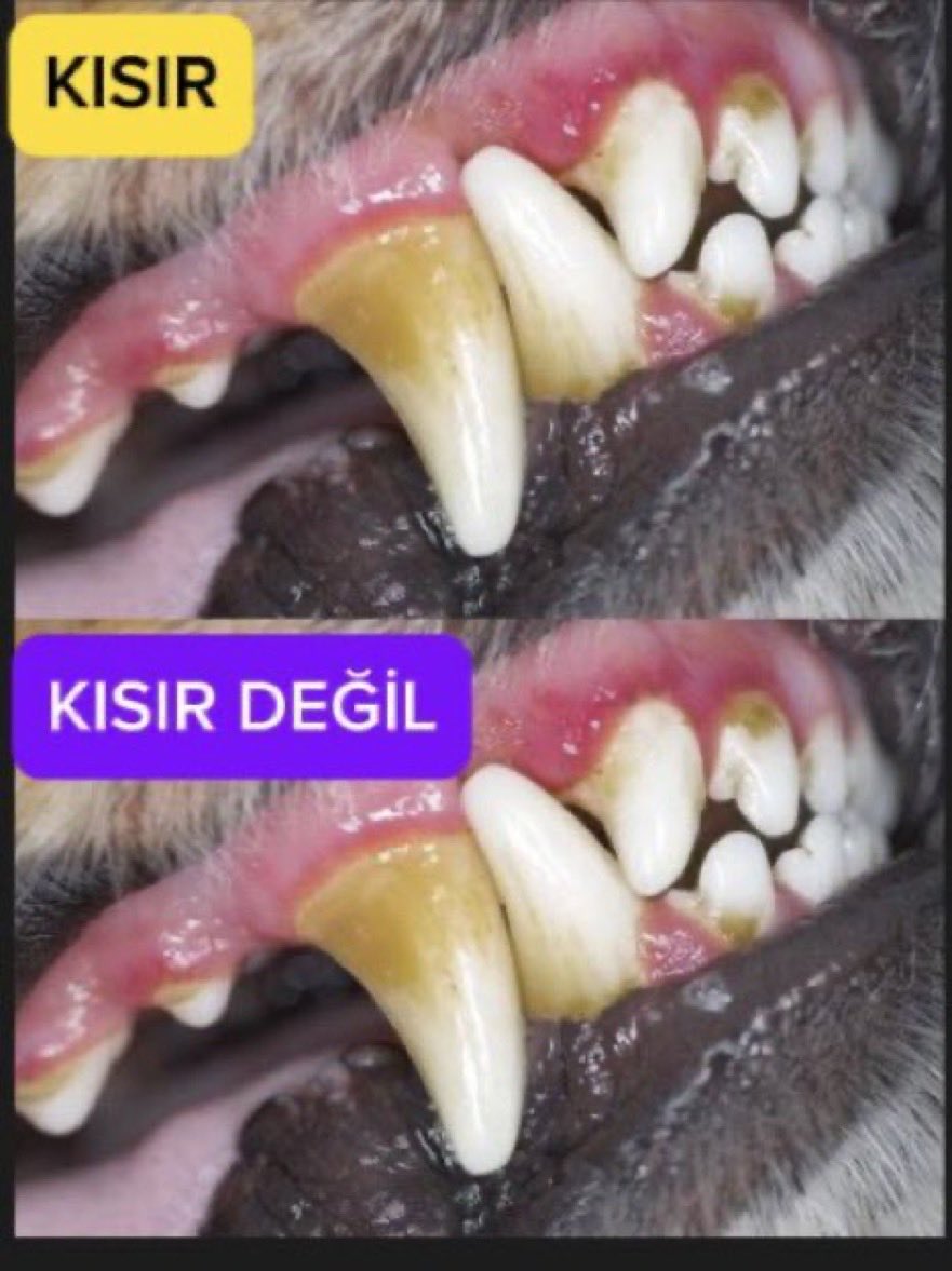 BulutGulcuN's tweet photo. Kısır da ısırır. Kısırlaştırma çözüm değildir! 

#kısırlaştıryerindeısırt https://t.co/0V8hL6sLKd