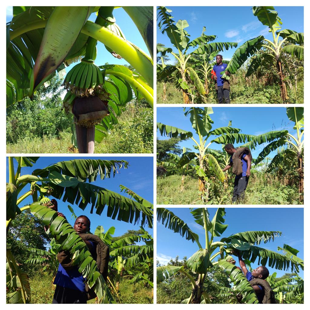 EKmukiibi's tweet photo. Agriculture is the backbone of Uganda's economy. https://t.co/uavXRktWYG