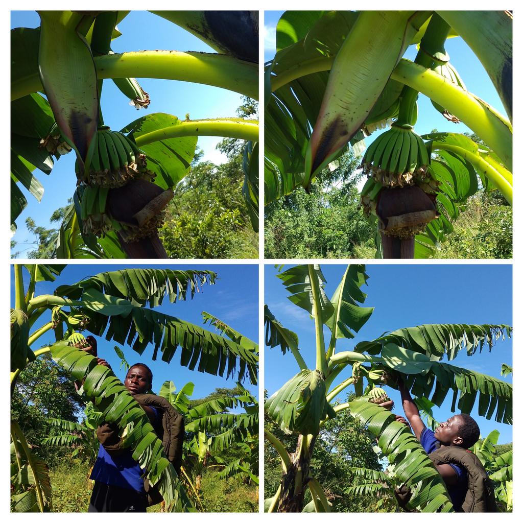 EKmukiibi's tweet photo. Agriculture is the backbone of Uganda's economy. https://t.co/uavXRktWYG