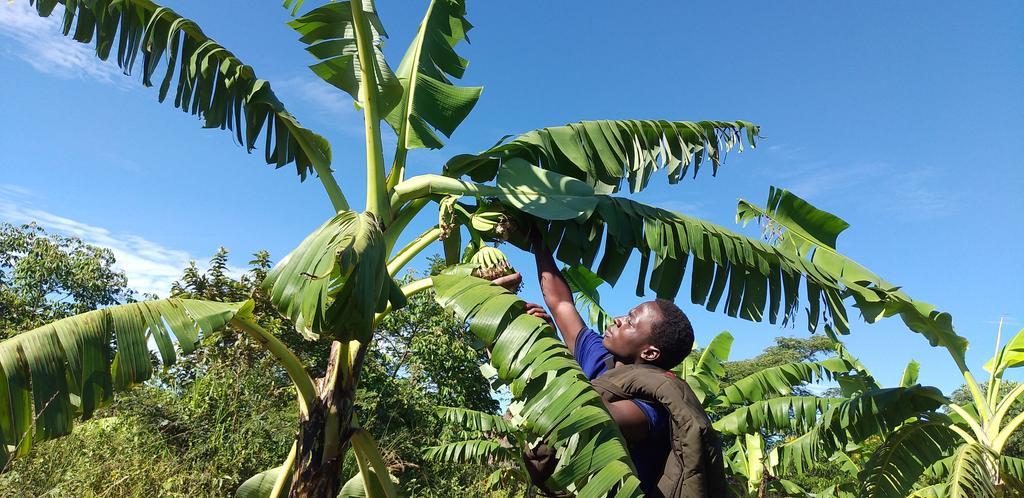EKmukiibi's tweet photo. Agriculture is the backbone of Uganda's economy. https://t.co/uavXRktWYG