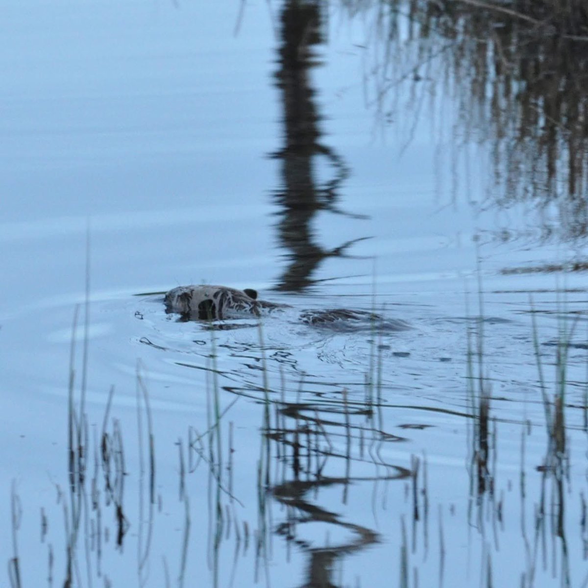 MikeDWinter's tweet photo. ...because one early morning Beaver spotting trip isn't quite enough, we went again today. Lots of activity in and out of the water, we were really lucky to see them so active. https://t.co/DlNPn9rdjW