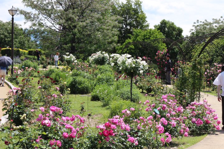 turumi_ryokuchi's tweet photo. 【5/7開花情報】🌸 🌸 見頃 #バラ　📍バラ園 #ビオラ　📍オランダ庭園 #ボタン　📍中国庭園前
 
📍風車の丘大花壇 は植え替え作業中です。
 
詳細はこちら👇 https://t.co/Y0lu5h289Y #鶴見緑地 #開花情報 https://t.co/wRbXUtb15J