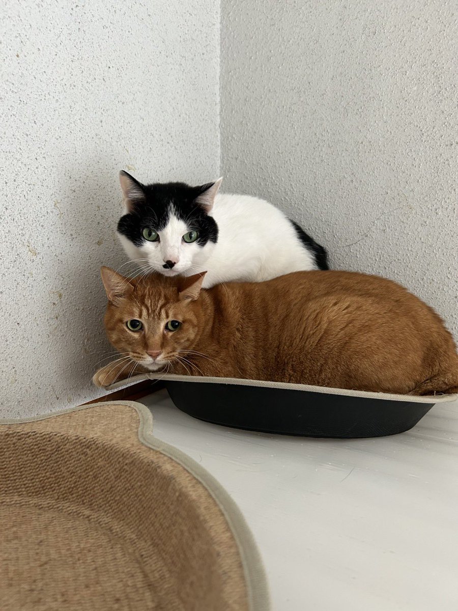 ~252522プロジェクト~ 100匹の猫の里親繋ぎ tweet media