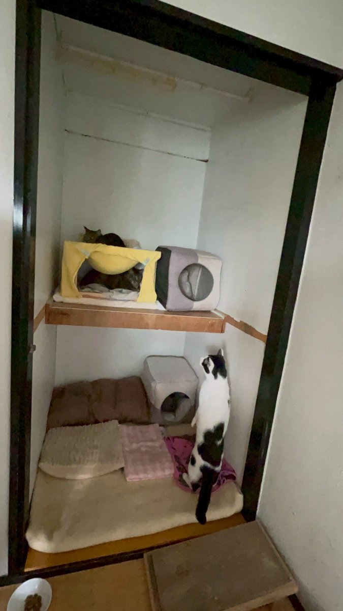 ~252522プロジェクト~ 100匹の猫の里親繋ぎ tweet media