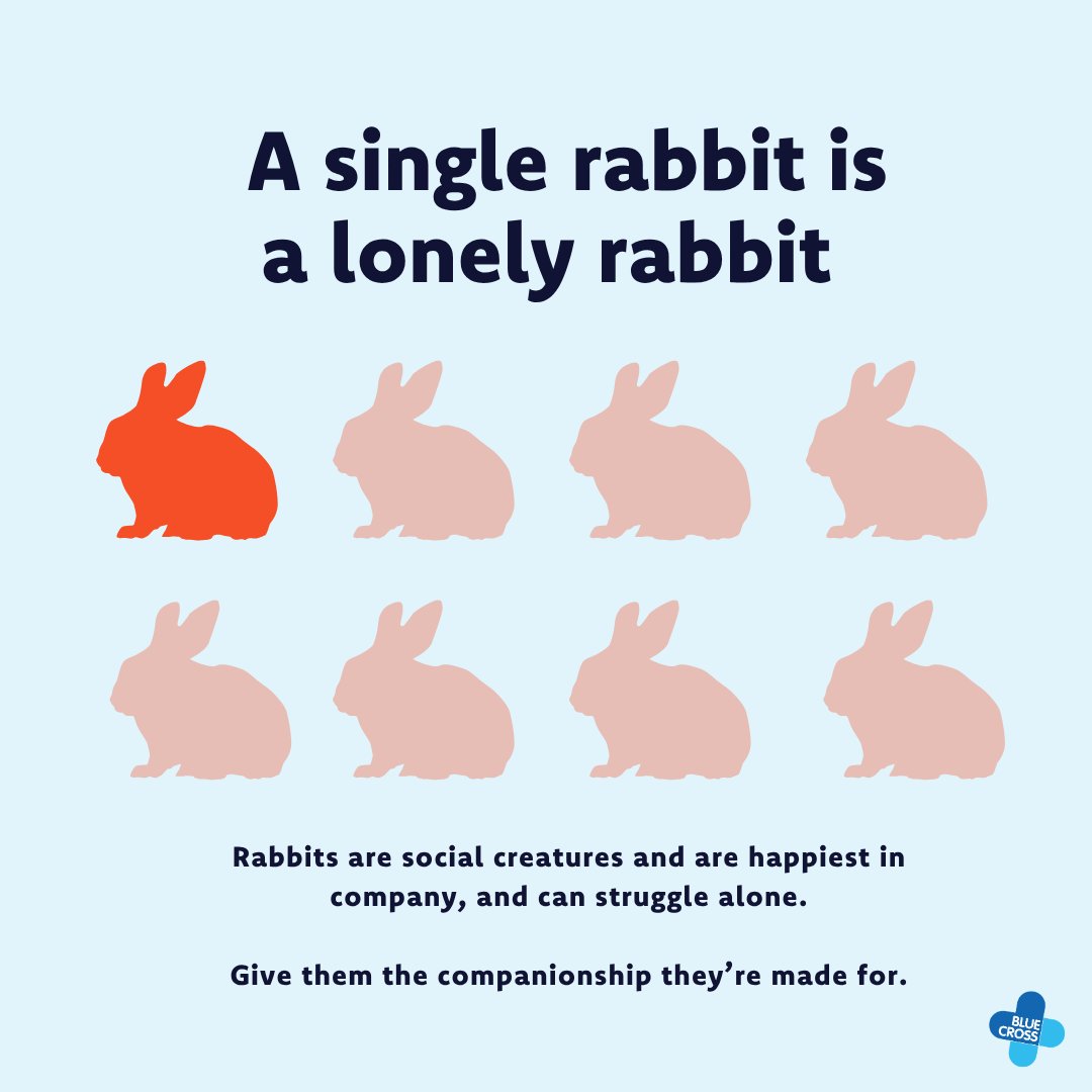 The_Blue_Cross's tweet photo. Did you know that rabbits are one of the most misunderstood pets?

Rabbits are social animals. Without companionship, they can become lonely, and deeply unhappy.

Give them the companionship they deserve. 💔

Learn more about companionship here 👉 https://t.co/RlUdkal95g https://t.co/hmqdI2E2ow