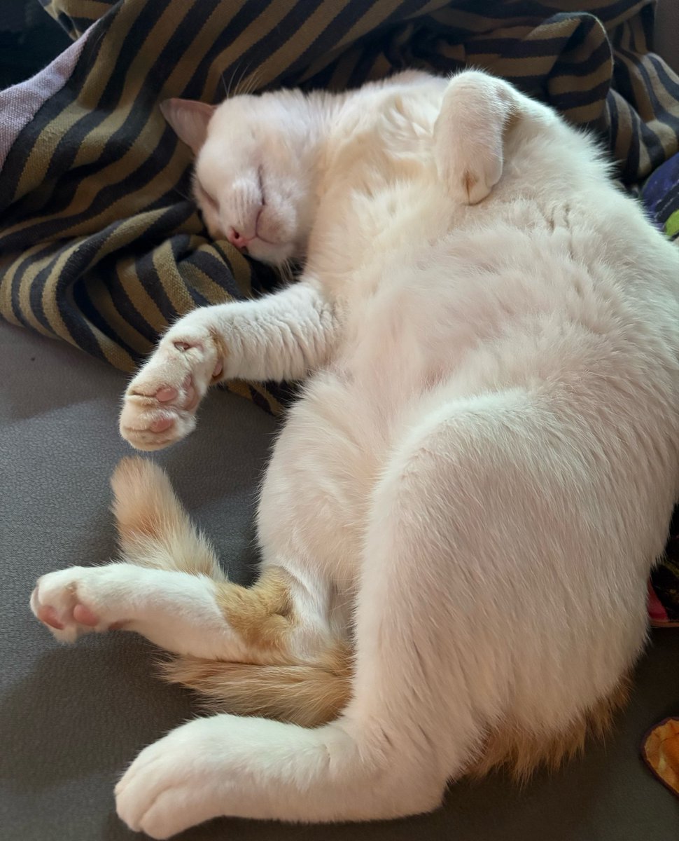 min min 🐱 tweet media