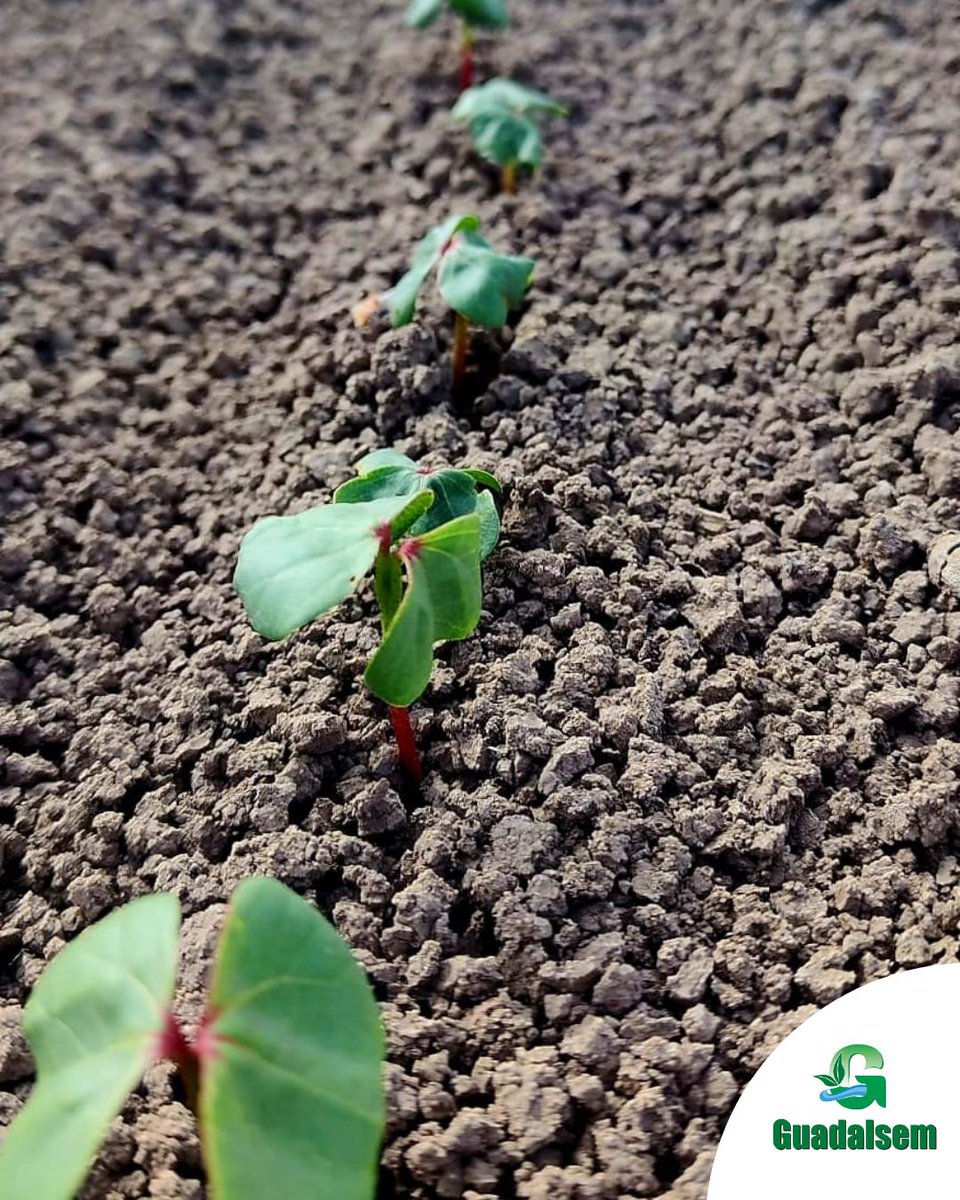 guadalsem's tweet photo. En nuestra parcela de la Expoalgodón en Trajano, las imágenes hablan por sí solas 🌱
Una nascencia uniforme y vigorosa que refleja el trabajo, la investigación y la calidad de nuestras variedades de algodón.

Seguimos avanzando con paso firme.🙌🏼 https://t.co/hWmPs0MGI7