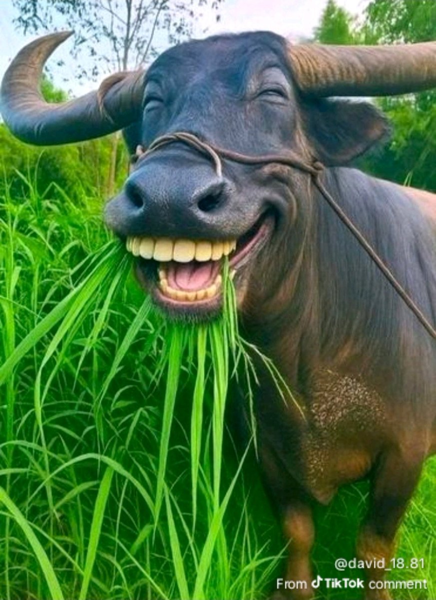 Balogun 📿 tweet media