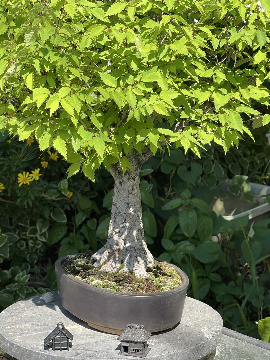 御薔薇様🌹盆栽します🌲バンボボーボンボビエー tweet media