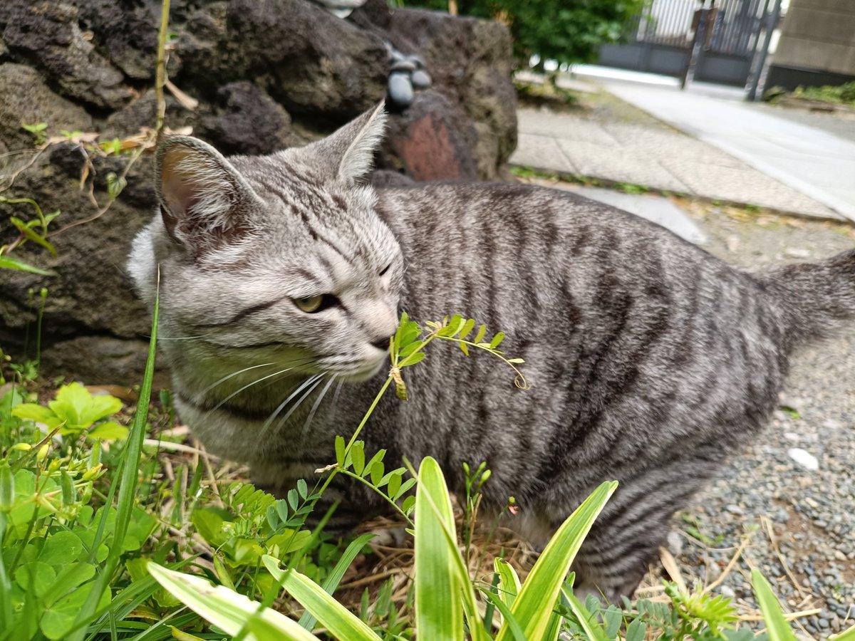 お寺にいた猫がぼくのところに来てくれたんだ。仲良しになれたよ、また会いに行こう〜
#回向院