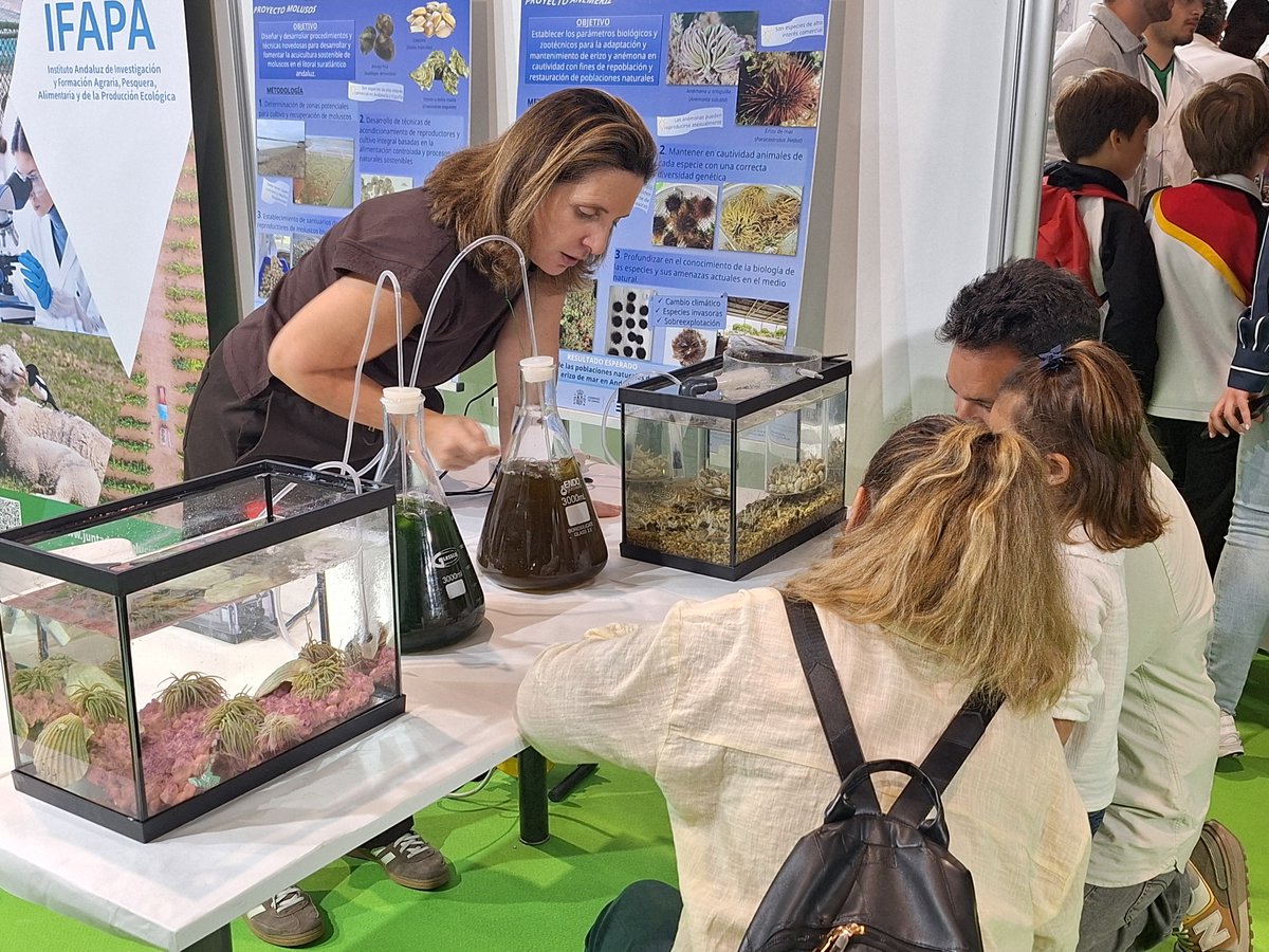 IfapaJunta's tweet photo. El #IFAPA participa esta semana en Sevilla en la 24ª #FeriadelaCiencia 🧪🔬

Más de 9.500 alumnos y 1.000 profesores de centros educativos de toda #Andalucía acuden a este evento de #divulgación científica👩‍🔬

🌐Conoce más en la web del IFAPA: https://t.co/vbHVWh71Ar https://t.co/akP4n7IqNk