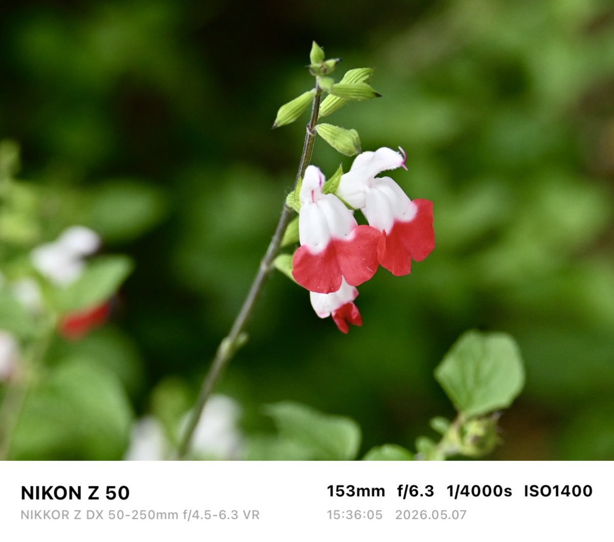 青い花、赤い花
#ネモフィラ 
#ホットリップス
