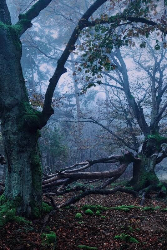 dark forest.