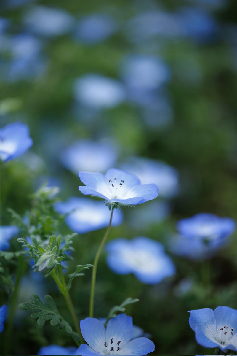 ネモフィラ #flowers #TLを花でいっぱいにしよう