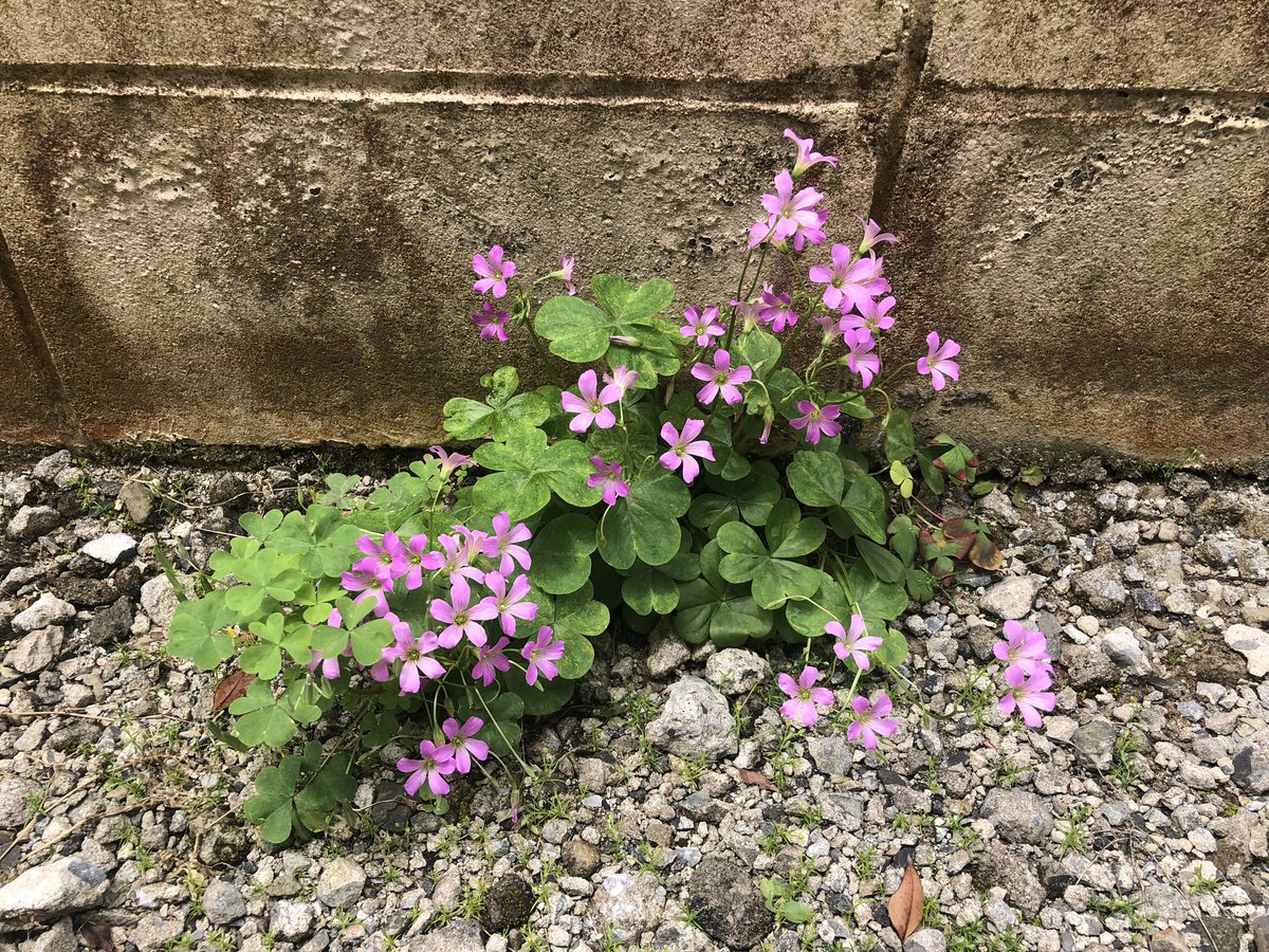 locajex's tweet photo. 我が家のほぼ放置に近い小庭。そうは言っても手入れは必要なれど、根こそぎ全部は引っこ抜けんなと。 https://t.co/pTOhcq7Hop