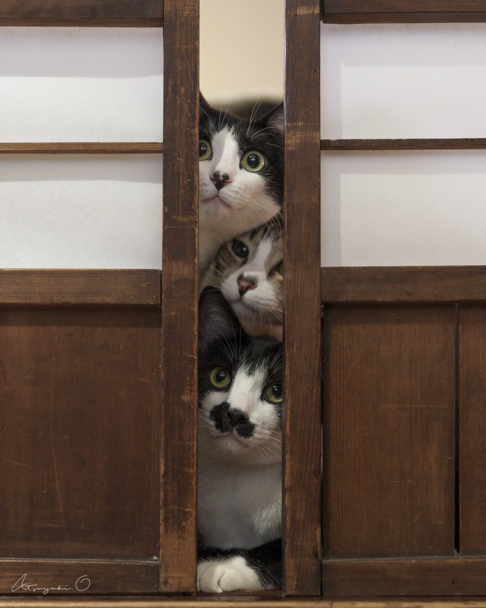 プリントしたくて久しぶりに仕事部屋封鎖・・やっぱりこうなる