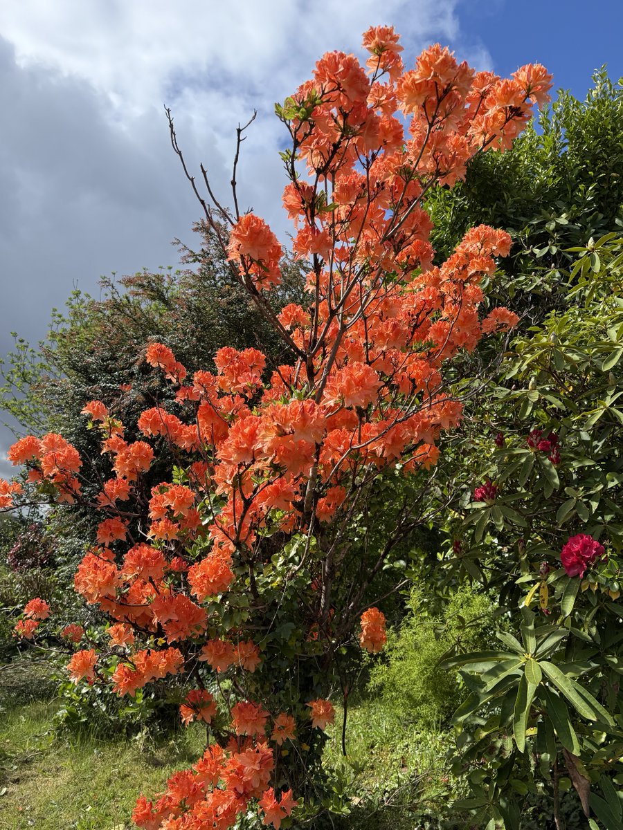 rinnerron1's tweet photo. the old lady looks bright and colourful. https://t.co/JUOKNXsnz9