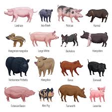 YvesDON's tweet photo. 🤫Si nos traditions vous offensent Si la vue d’1 cochon à la broche vous est insupportable alors #partez. Il existe 57 pays officiellement #musulmans dans le monde où vous pourrez vivre selon vos #règles sans que personne ne vous impose notre jambon😋notre vin ou notre #laïcité👍 https://t.co/xxN6PVGrDT