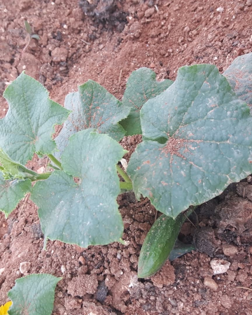 fenniziraatci's tweet photo. Günaydın,
Umutla... 💚🍀 https://t.co/6OfcA9f3x6