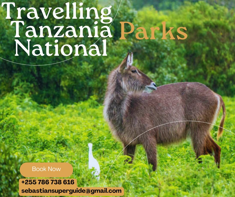 SuperbGuide's tweet photo. Stop take a moment visiting for more adventure from Tanzania all the way from Africa east.
Prioritizing travel adventure and loving life together live wherever you are passing and paving the path mean road trip have wanders more with wildlife.
It's splendidly here excellently https://t.co/DNHg0dNOHt