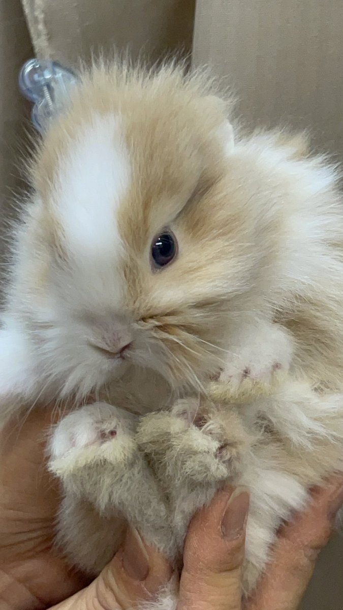 ♡うさぎ様ご確認♡ うさぎ