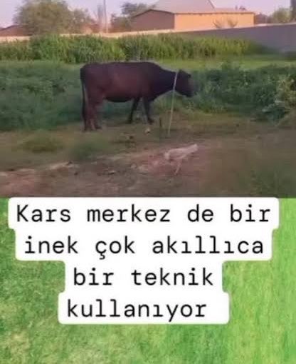 Hendrix tweet media