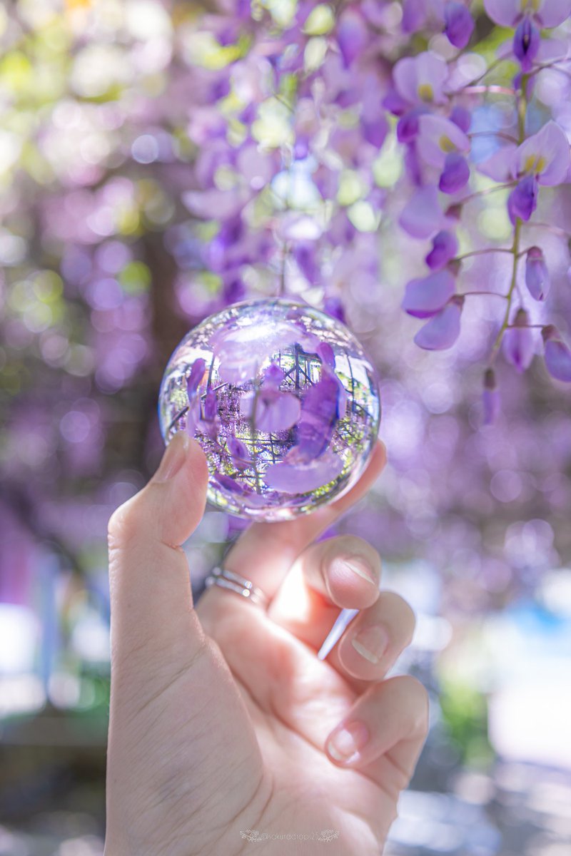 藤を閉じ込めて🔮