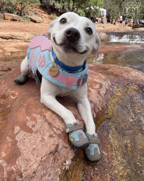 Best in Dogs tweet media