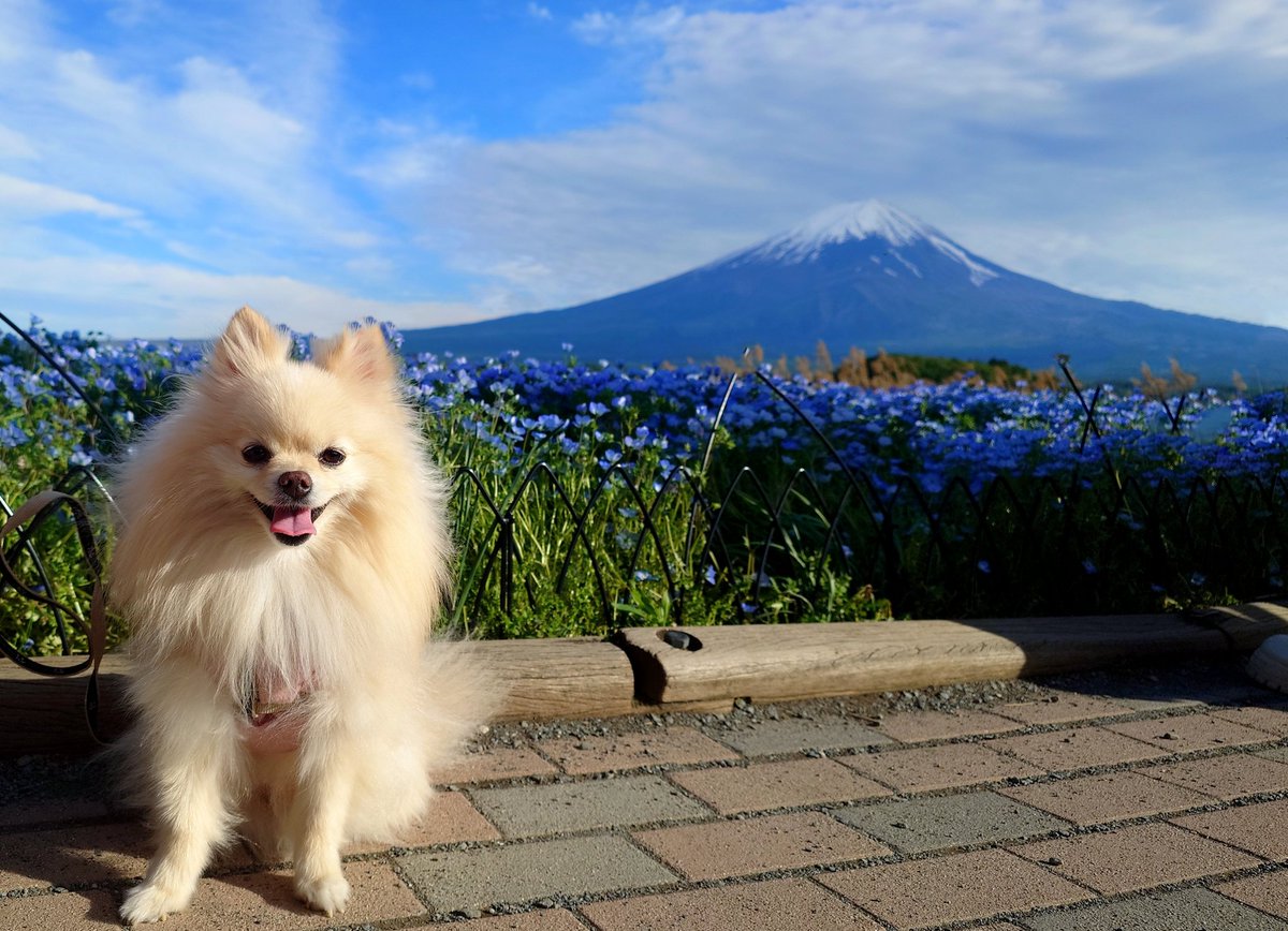 haruno1024's tweet photo. 2026GWのハルノ、ベスト写真！
河口湖からの富士山です🗻

#ポメラニアン #pomeranian https://t.co/noHkYLCxRa
