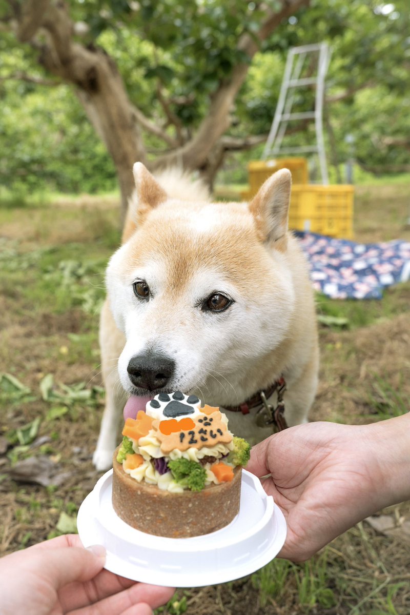 犬が12歳になりました💐
生まれてきてくれてありがとう