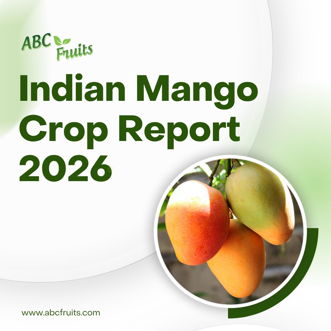 ABC_Fruits's tweet photo. 🥭 India’s 2026 mango season is expected to bring significant shifts for both Alphonso and Totapuri mango markets.

👉🏻 Click Here: https://t.co/B6PCO0Nzrm

#ABCFruits #MangoCropReport2026 #IndianMangoes #FruitProcessing #FoodIndustry https://t.co/NSyl5OYoIl