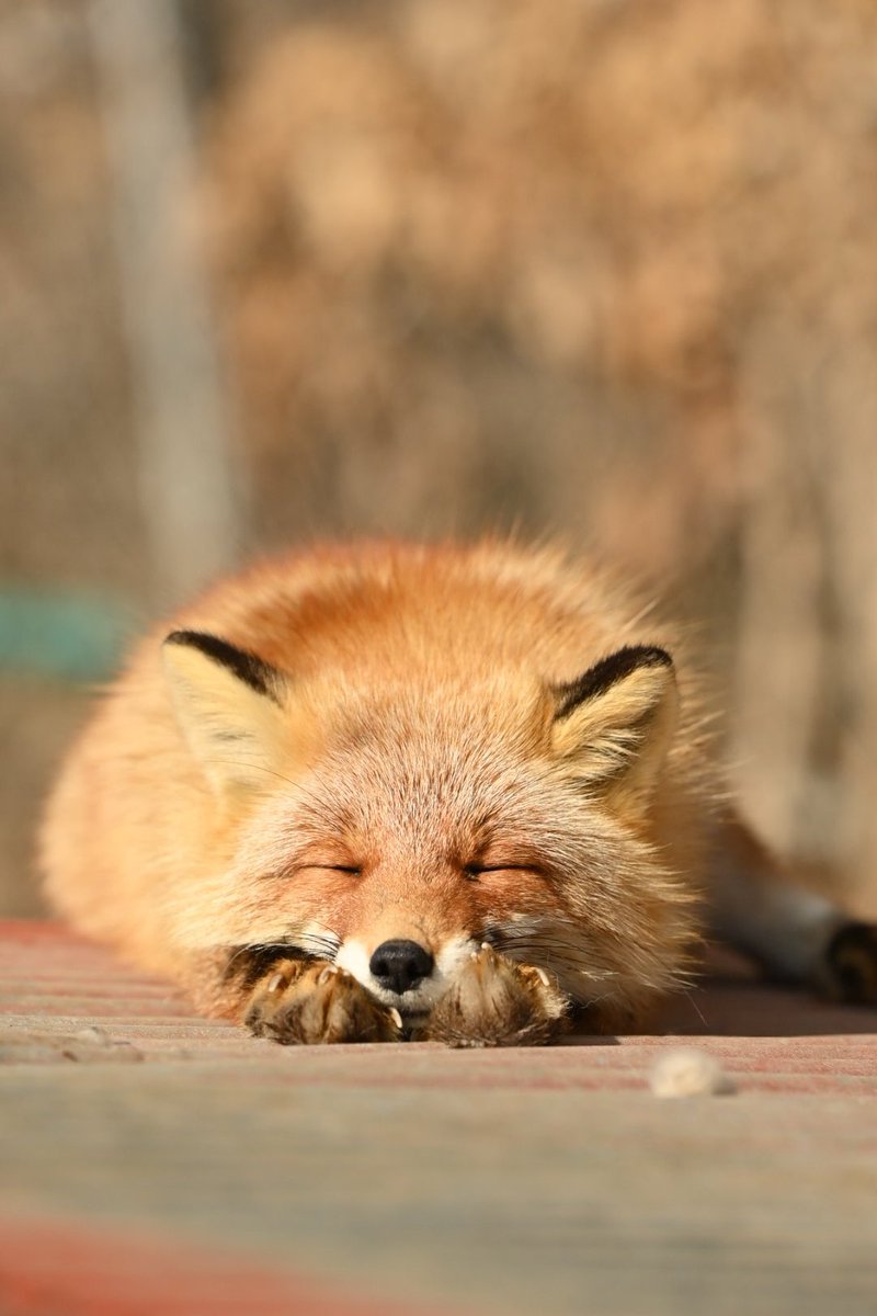 コンコン日和🦊🐺 tweet media
