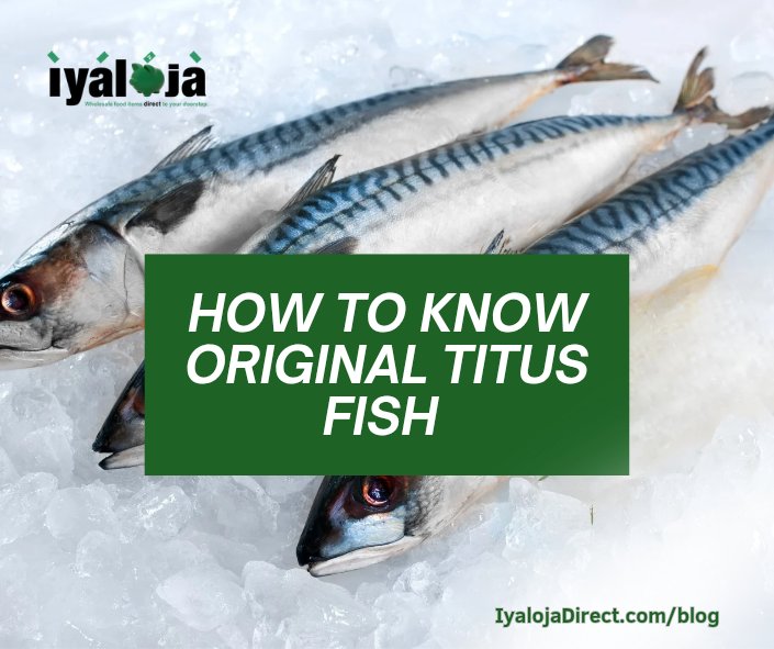 iyalojadirect's tweet photo. How To Know Original Titus Fish 
Full details 👇 
https://t.co/gwvGOZFxe1

#IyalojaDirect https://t.co/PcqyR4h1fd