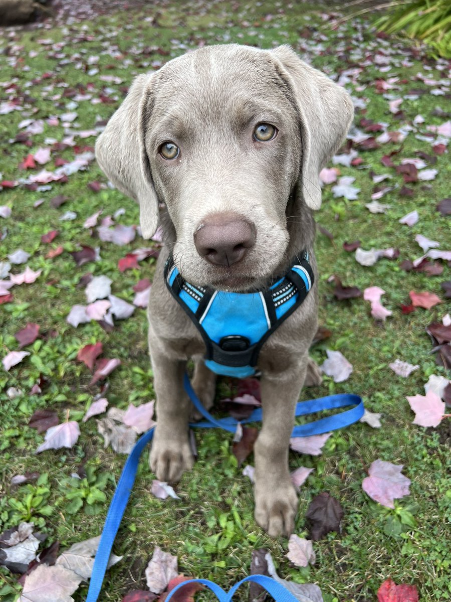 jakesilverlab's tweet photo. 🩶Throwback Thursday! 

#silverlab https://t.co/i22RQ2xdMN